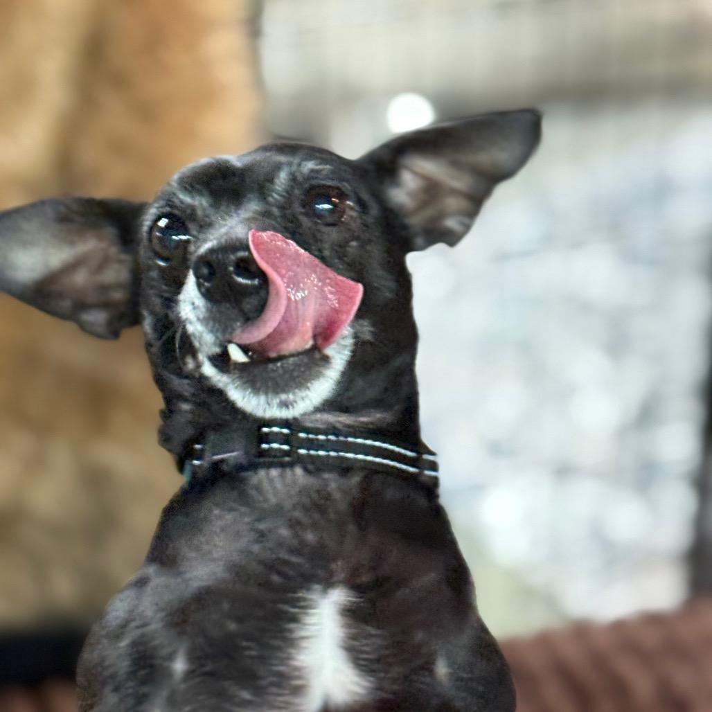 Oliver $400, a Adoptable mixed breed in Milwaukee, WI image 2/6