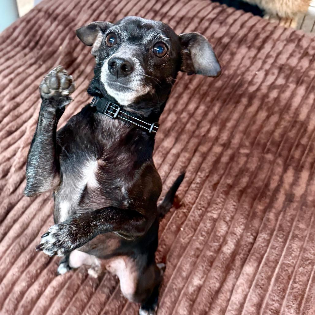 Oliver $400, a Adoptable mixed breed in Milwaukee, WI image 3/6