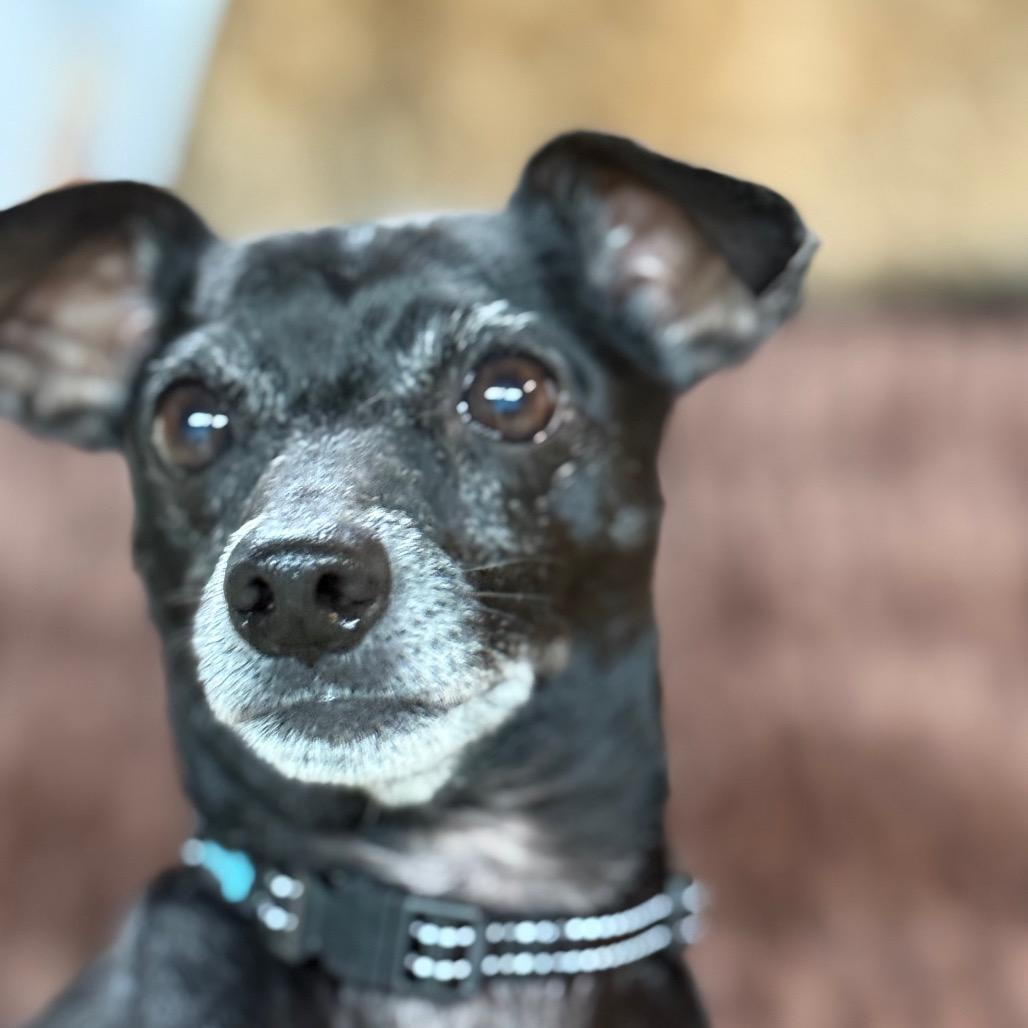 Oliver $400, a Adoptable mixed breed in Milwaukee, WI image 4/6