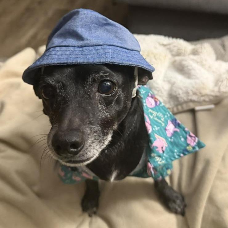 Oliver $400, a Adoptable mixed breed in Milwaukee, WI image 5/6