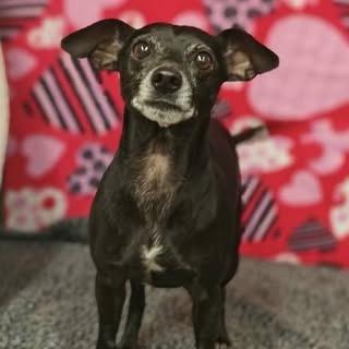 Oliver $400, a Adoptable mixed breed in Milwaukee, WI image 6/6