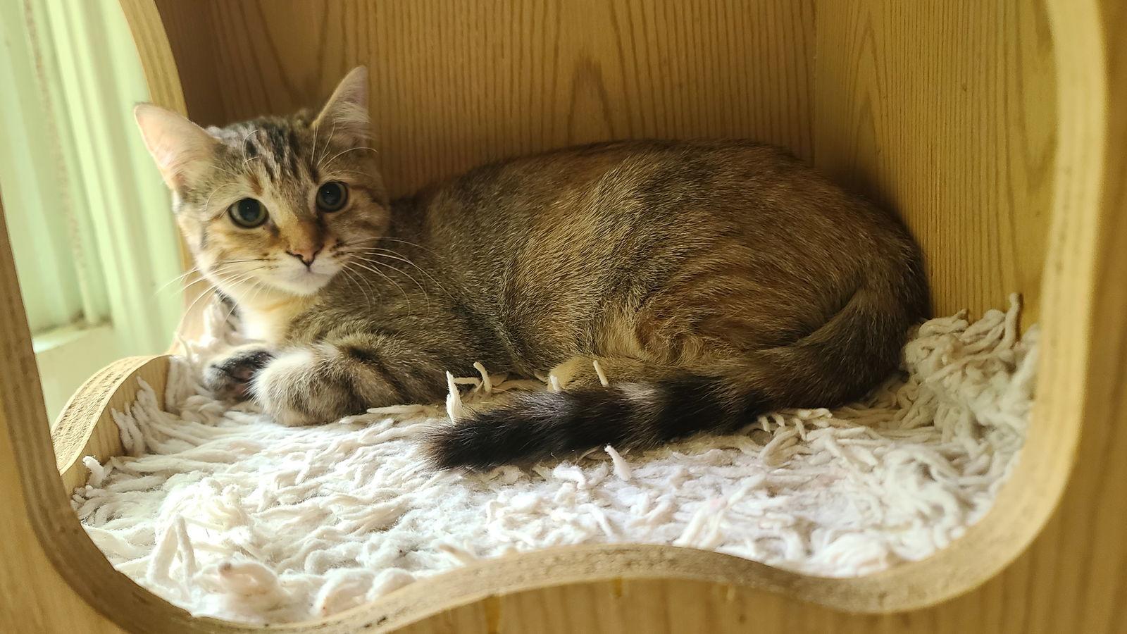 LuLu, Adoptable, Kitten Female Domestic Short Hair & Tabby.