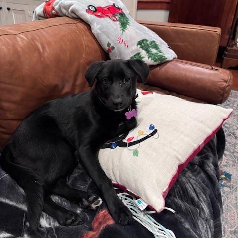 Enlarge Charlie, a Adoptable mixed breed in Houston, TX image 1/6