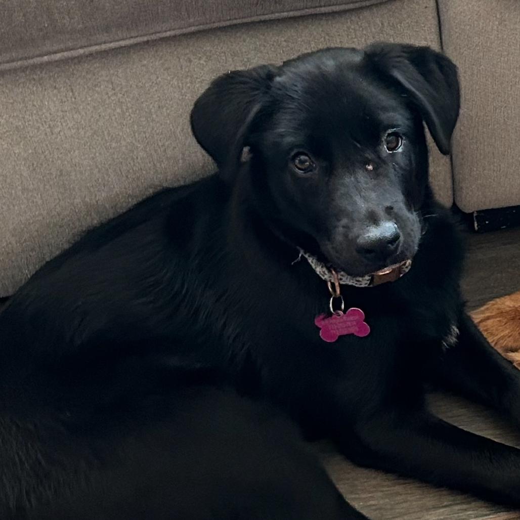 Enlarge Charlie, a Adoptable mixed breed in Houston, TX image 4/6