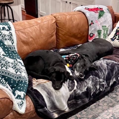 Enlarge Charlie, a Adoptable mixed breed in Houston, TX image 5/6