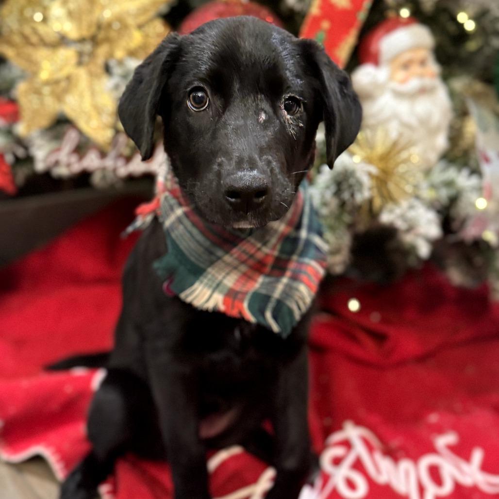 Enlarge Charlie, a Adoptable mixed breed in Houston, TX image 6/6