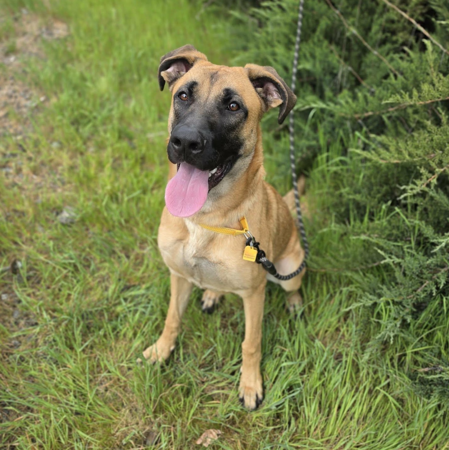 Enlarge Paps, an adopted mixed breed in Grants Pass, OR image 1/5
