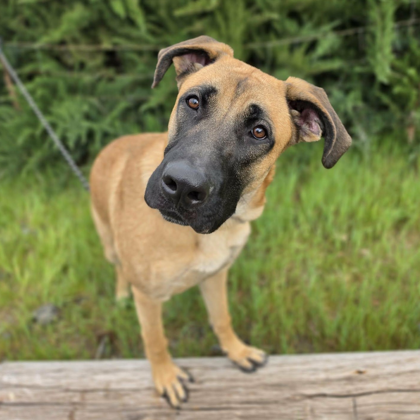 Enlarge Paps, an adopted mixed breed in Grants Pass, OR image 3/5