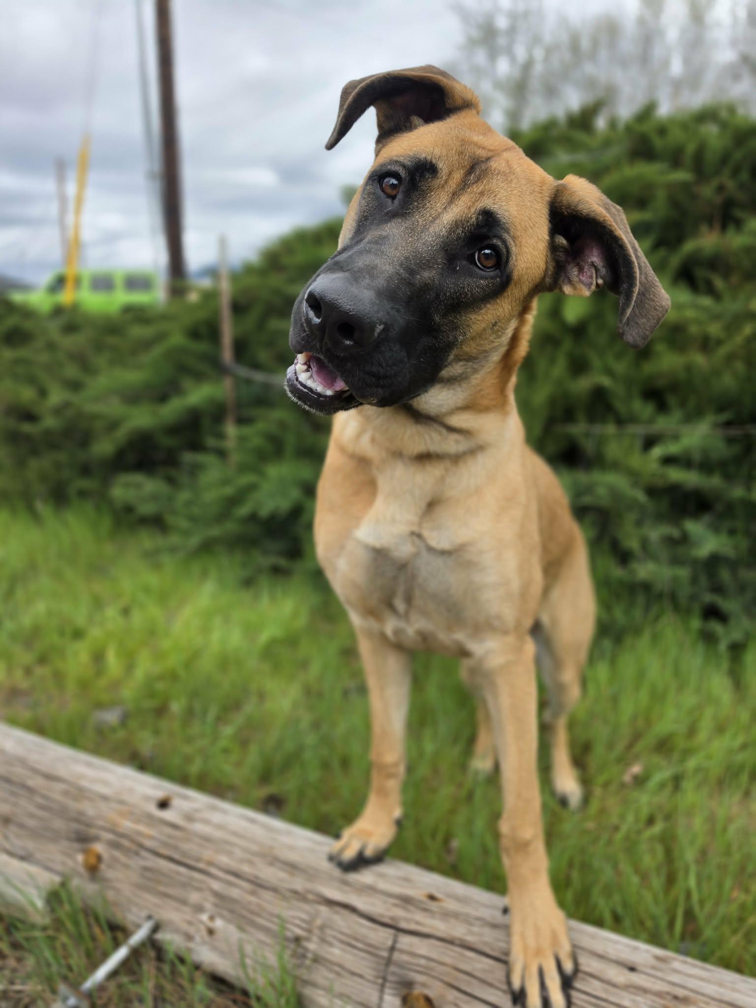 Enlarge Paps, an adopted mixed breed in Grants Pass, OR image 4/5