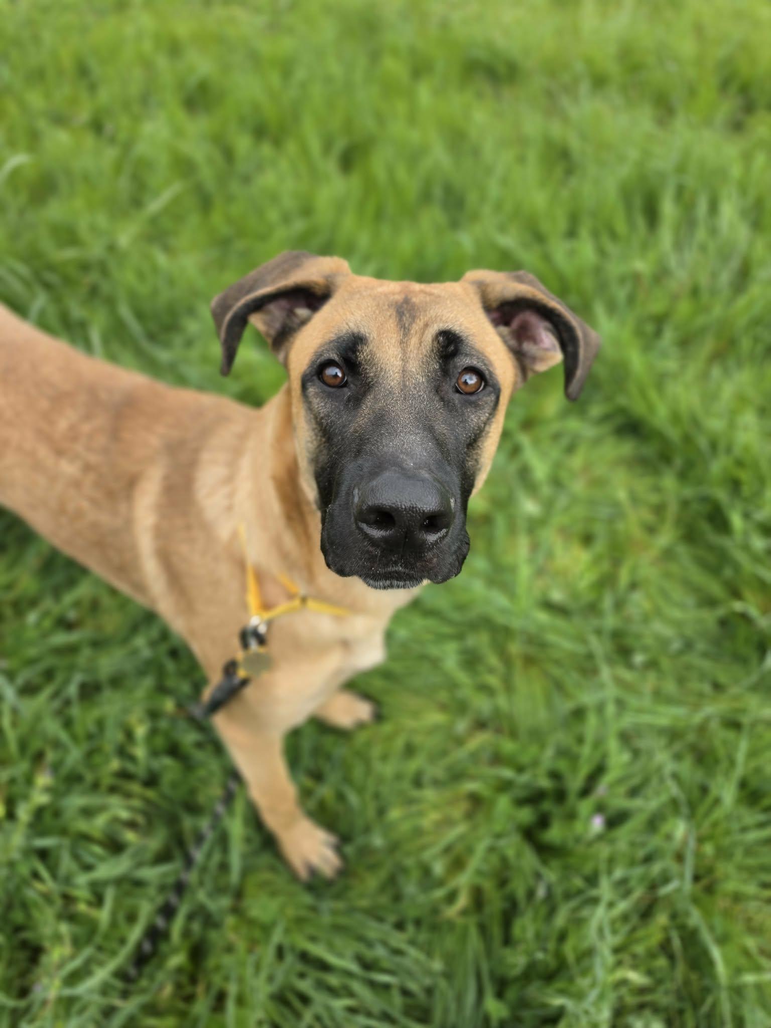 Enlarge Paps, an adopted mixed breed in Grants Pass, OR image 2/5