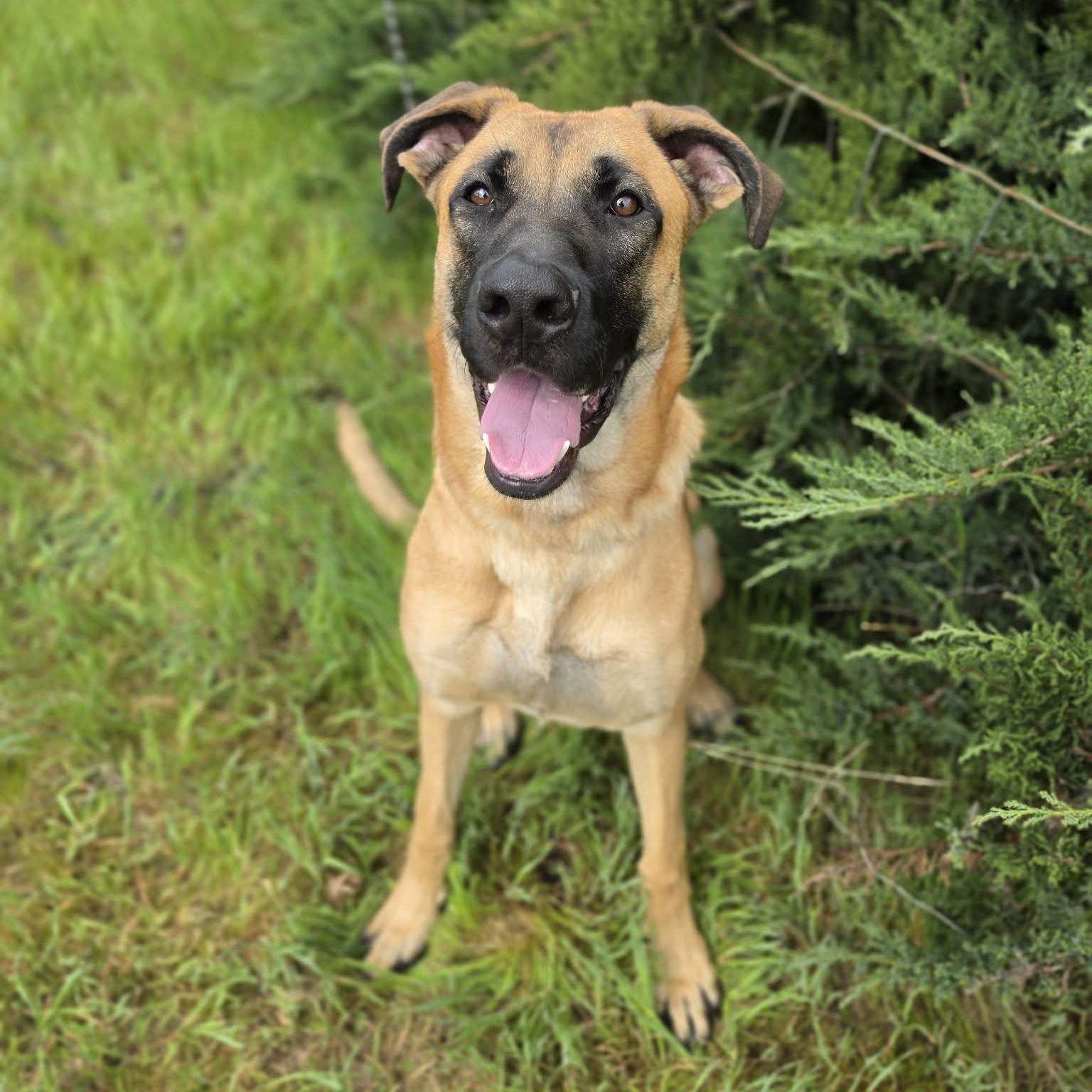 Enlarge Paps, an adopted mixed breed in Grants Pass, OR image 5/5