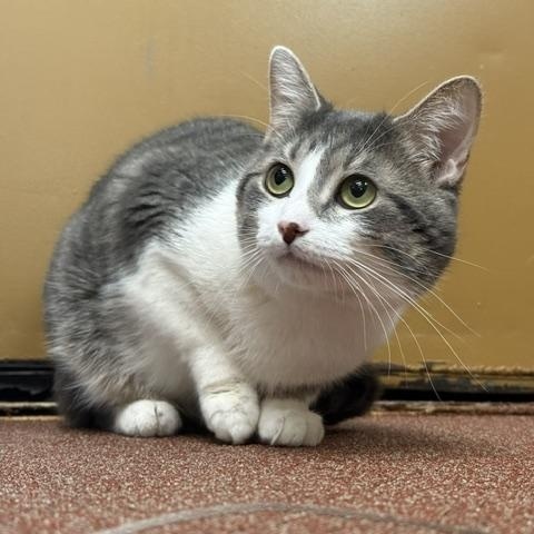 Enlarge Edgar, a ADOPTABLE Domestic Short Hair in Saranac Lake, NY image 2/2