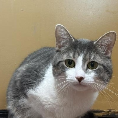 Edgar, ADOPTABLE, Adult Male Domestic Short Hair.