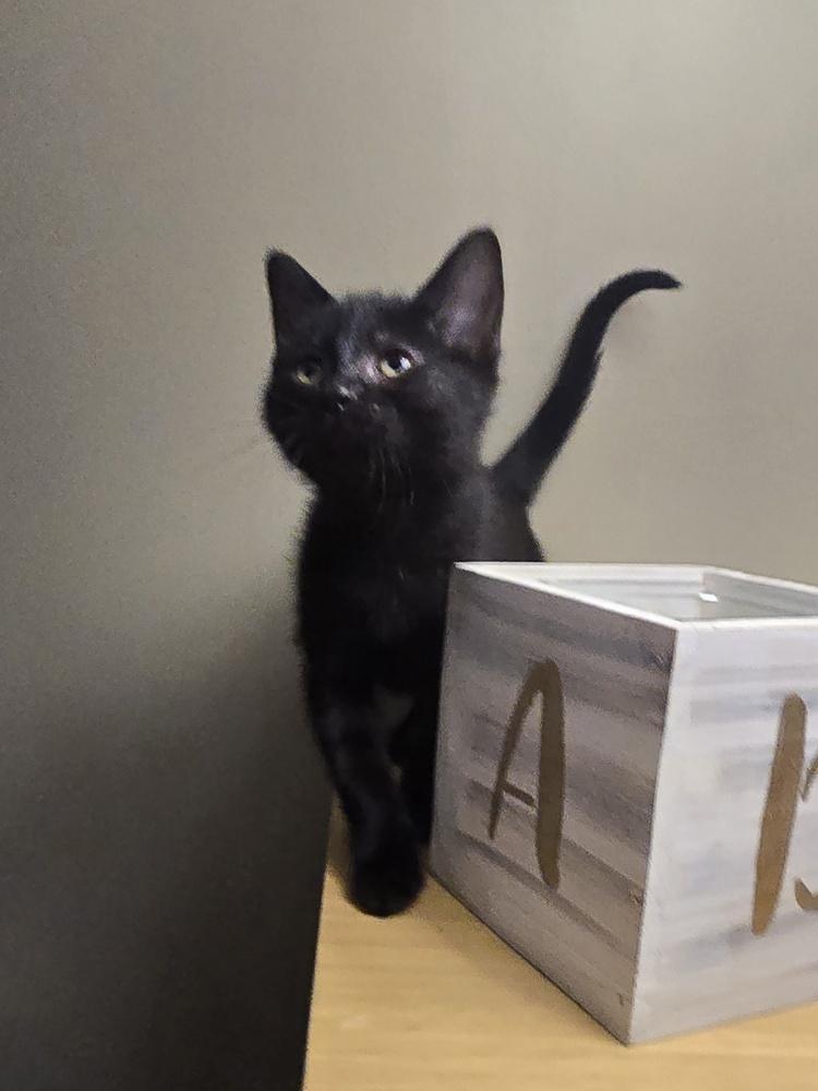 Enlarge Tootsie Roll, a Adoptable Domestic Short Hair in Metamora, IL image 1/1