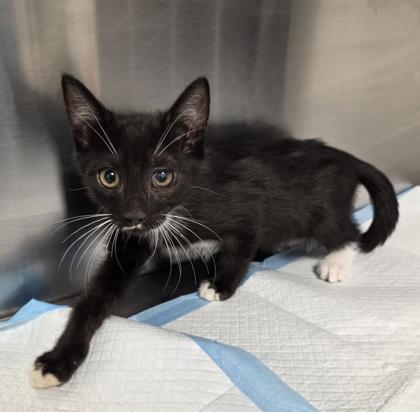 Enlarge Vince, a Adoptable mixed breed in Fresno, CA image 1/1