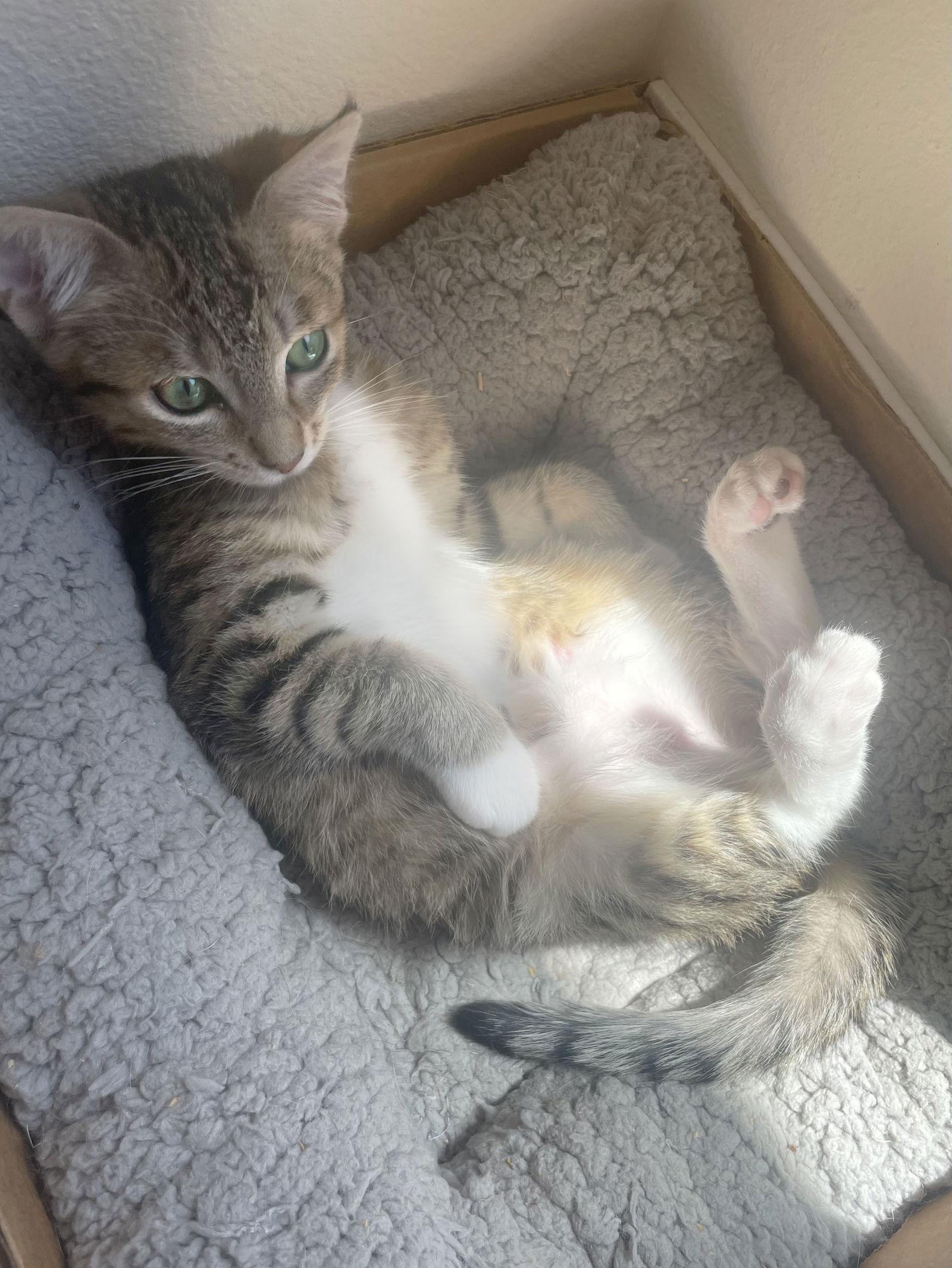 Enlarge Hazel, a Adopted mixed breed in San Francisco  , CA image 1/3