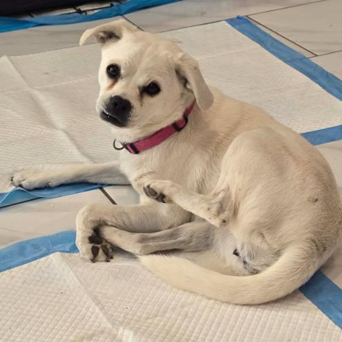 Enlarge Golden Toad, a Adoptable mixed breed in Fort Collins, CO image 2/2