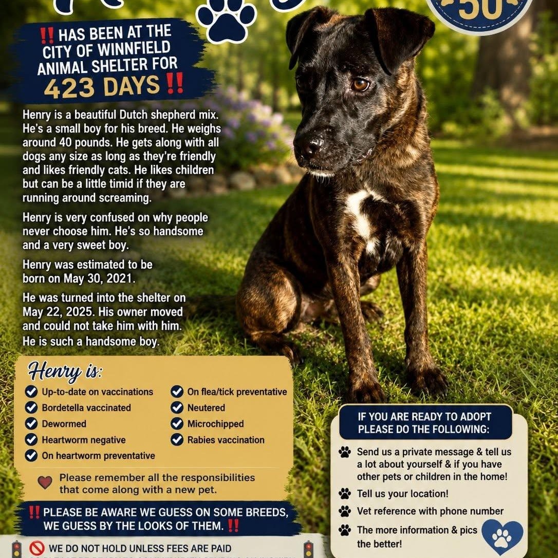 Enlarge Henry, a Adopted mixed breed in Winnfield, LA image 4/4