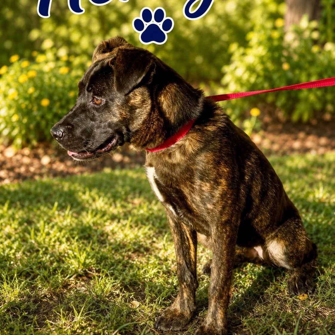 Enlarge Henry, a Adopted mixed breed in Winnfield, LA image 3/4