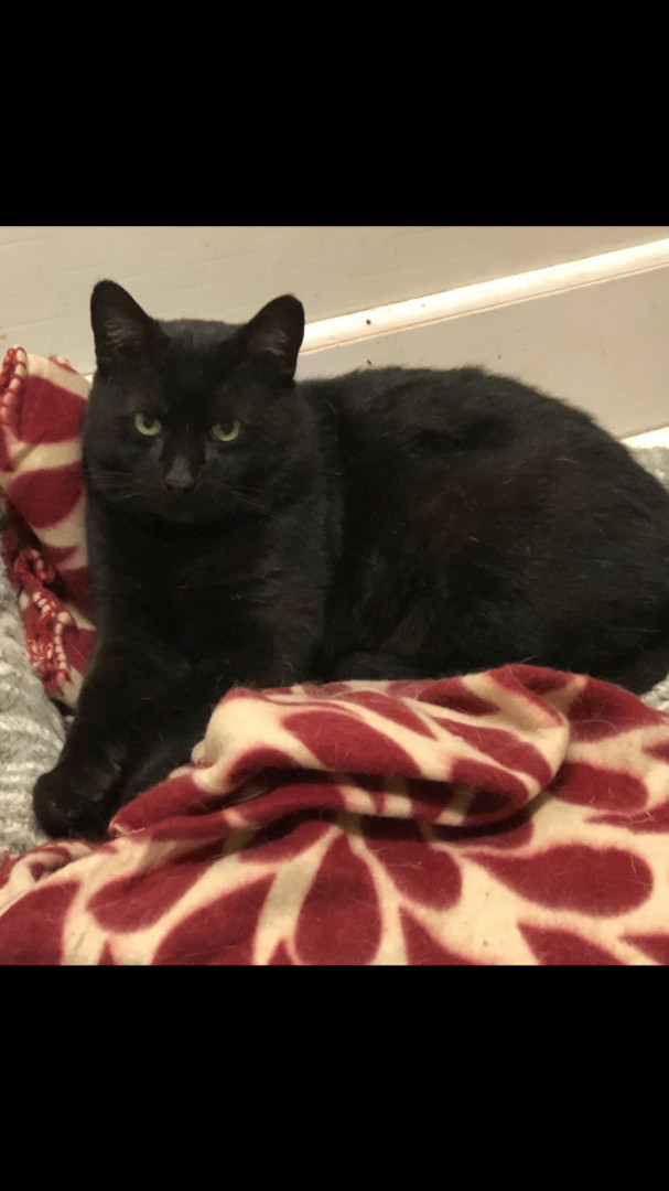 Magic (FIV+), an adoptable Domestic Short Hair in Gouldsboro, PA_image-1