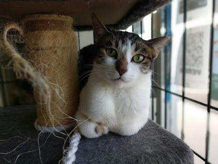Little Debbie, a Adoptable Domestic Short Hair in Yuma, AZ image 1/3