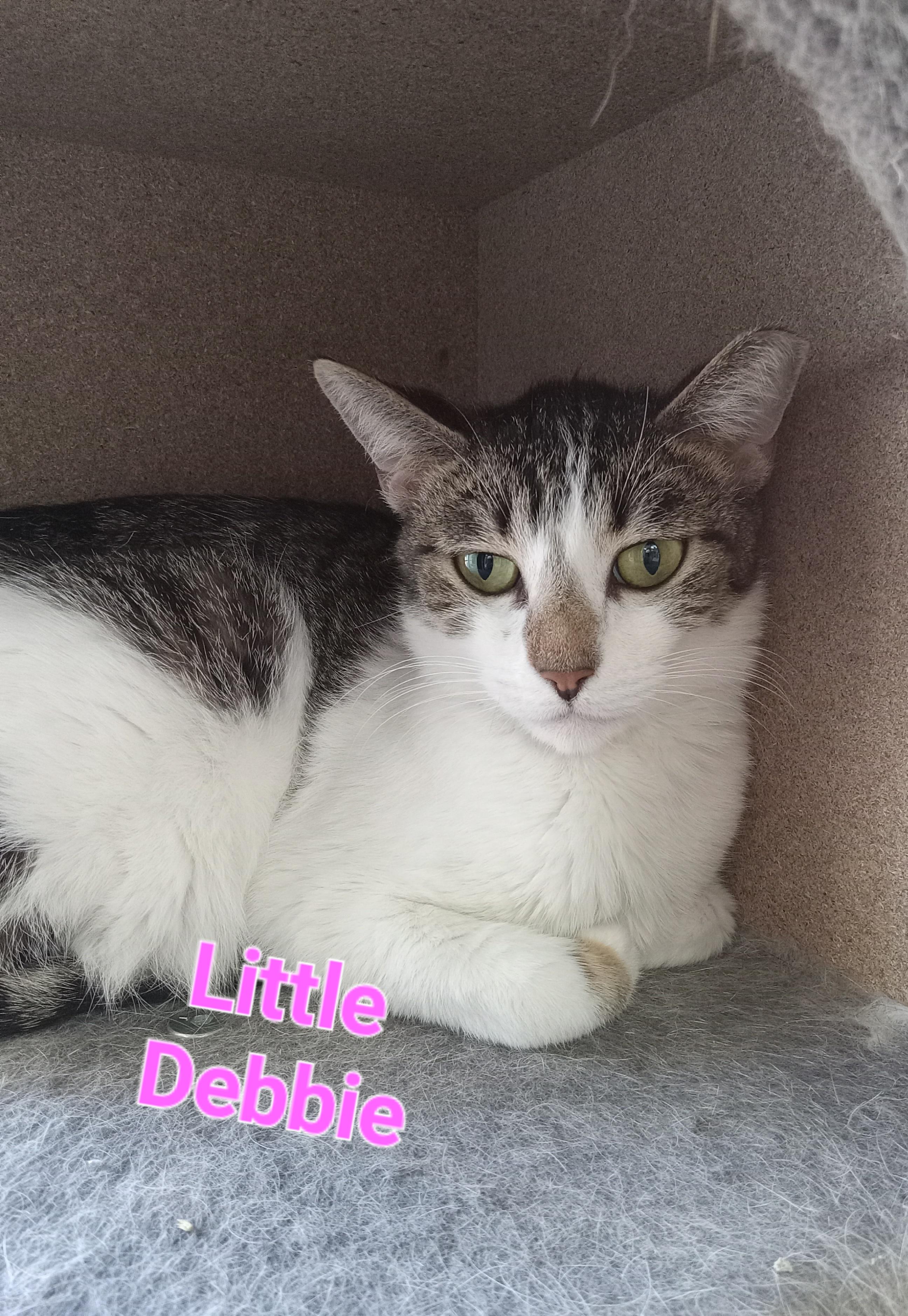 Little Debbie, a Adoptable Domestic Short Hair in Yuma, AZ image 3/3