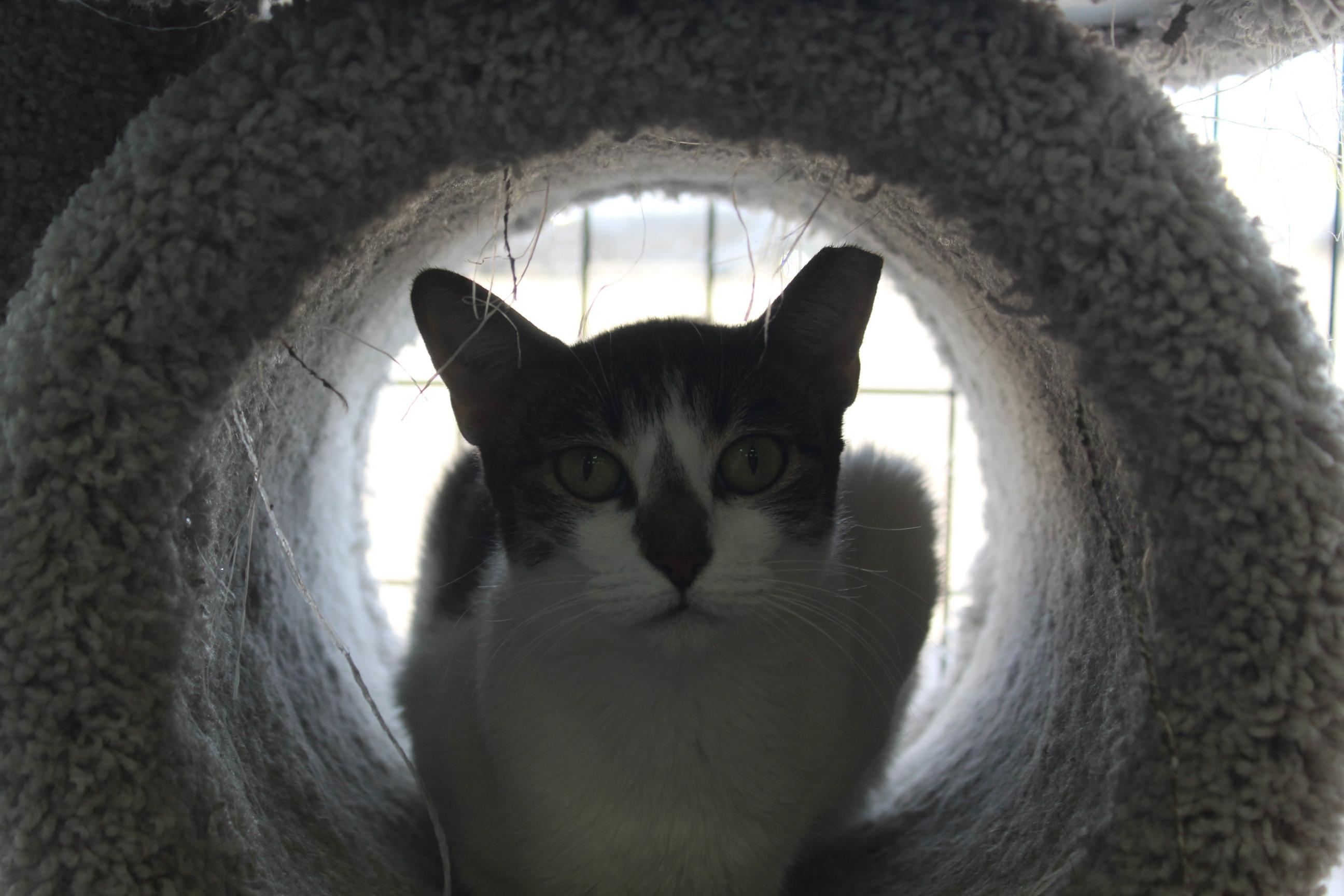 Little Debbie, a Adoptable Domestic Short Hair in Yuma, AZ image 2/3