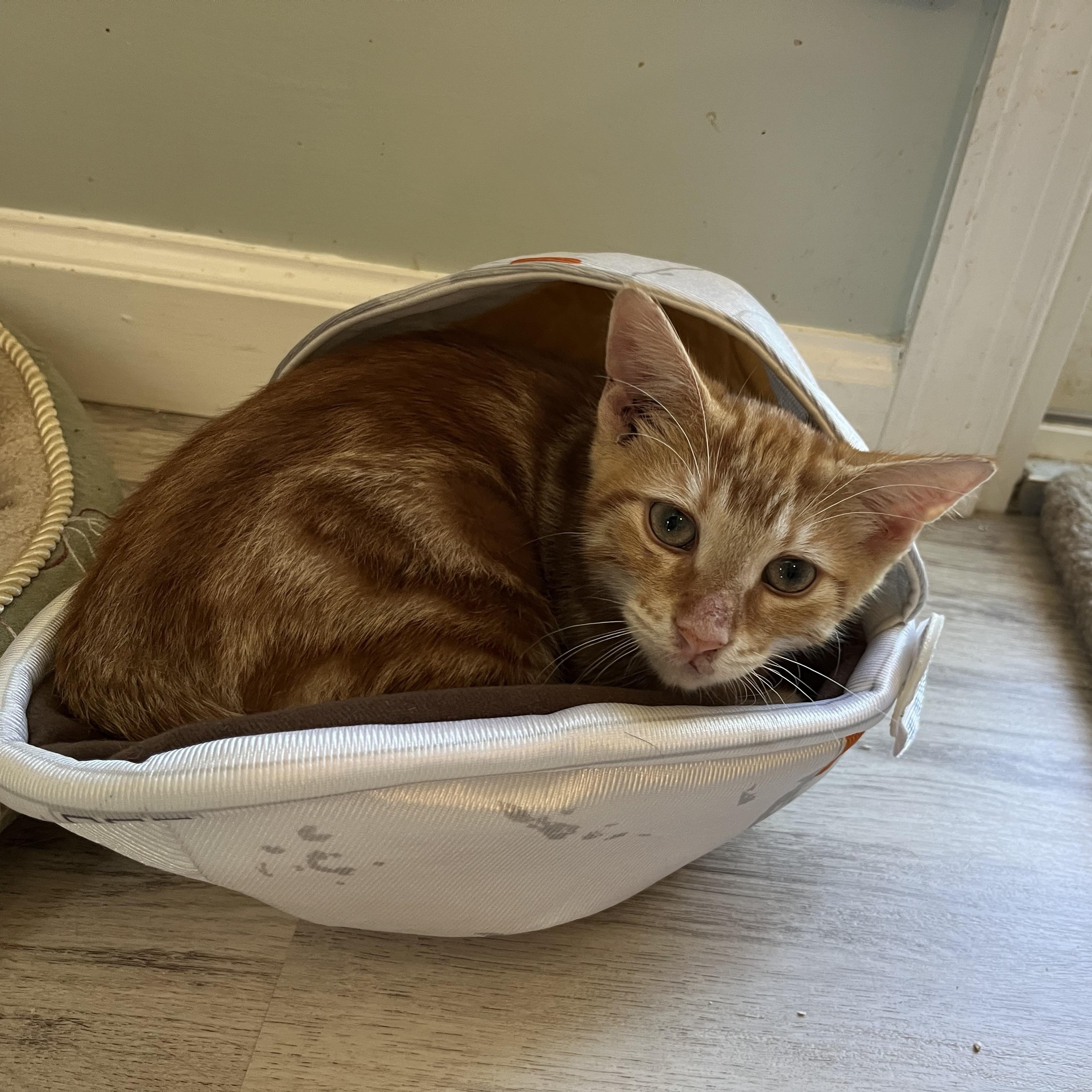 Frito Bandito, Young Male unknown