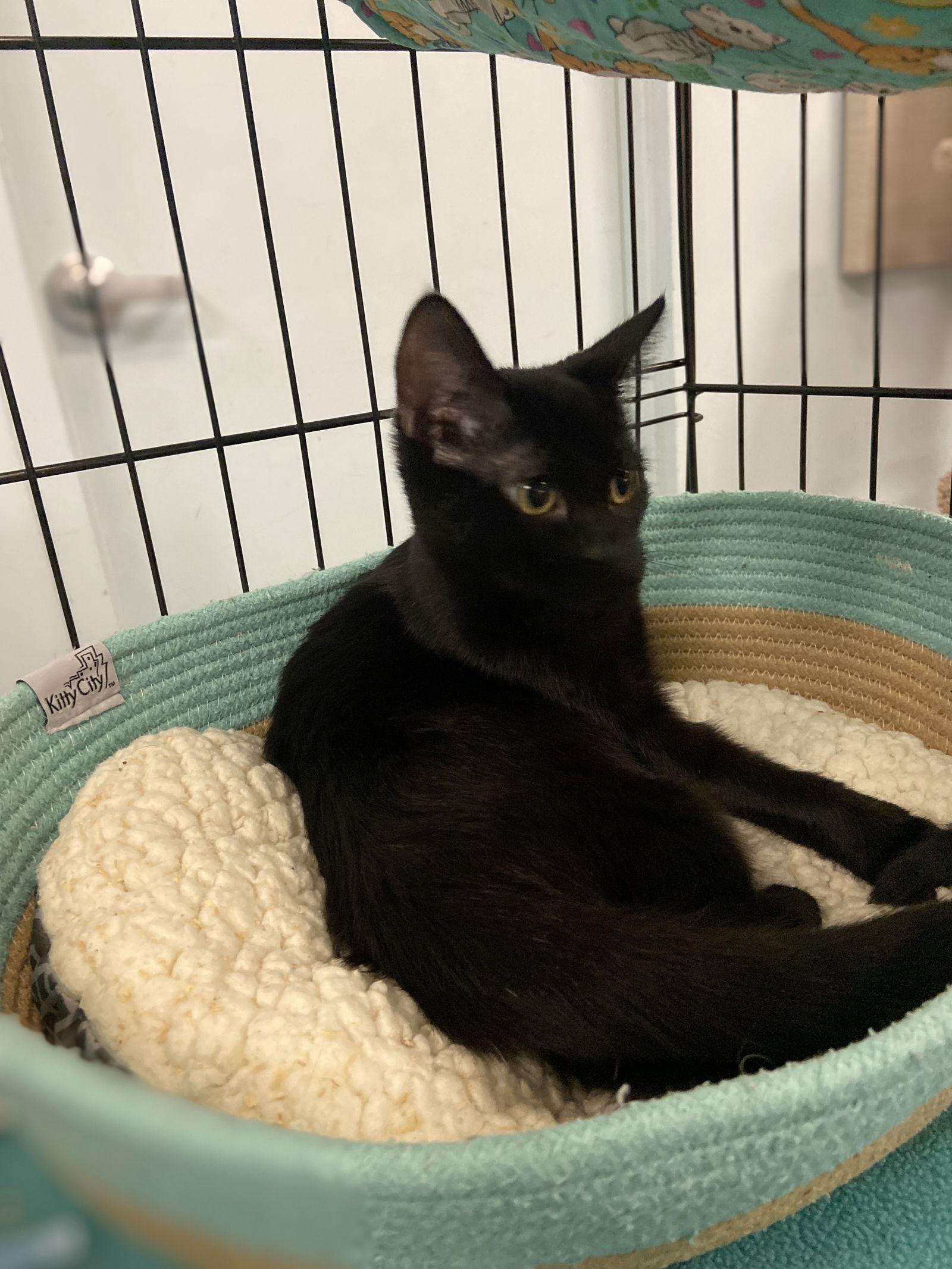 Enlarge Lilith, a Adoptable Domestic Short Hair in Los Alamitos, CA image 1/6