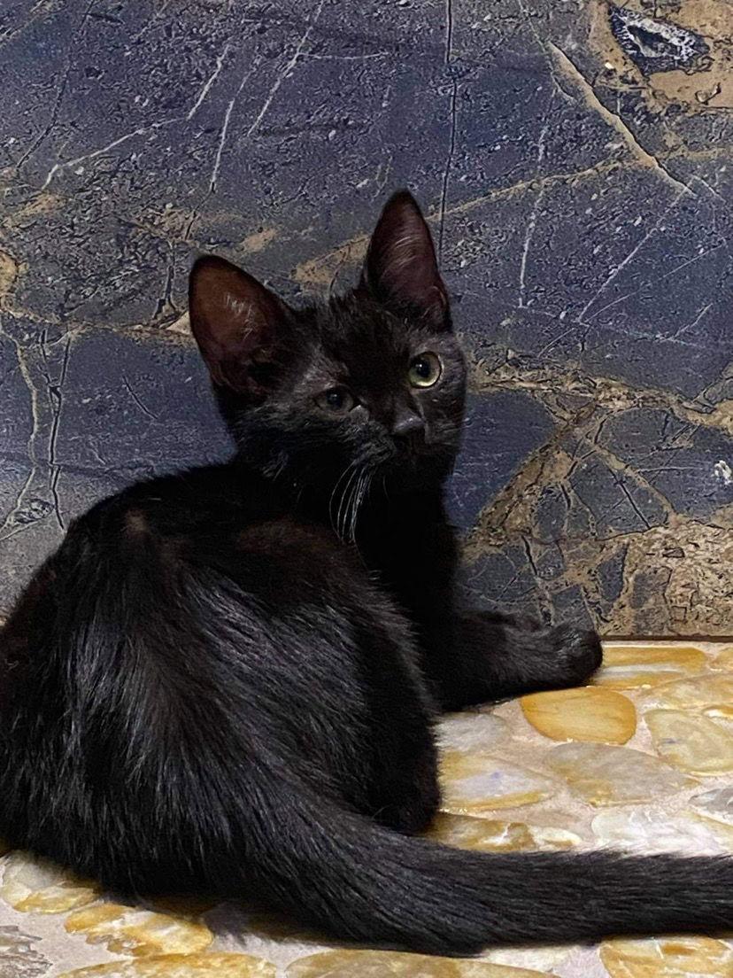 Enlarge Lilith, a Adoptable Domestic Short Hair in Los Alamitos, CA image 2/6