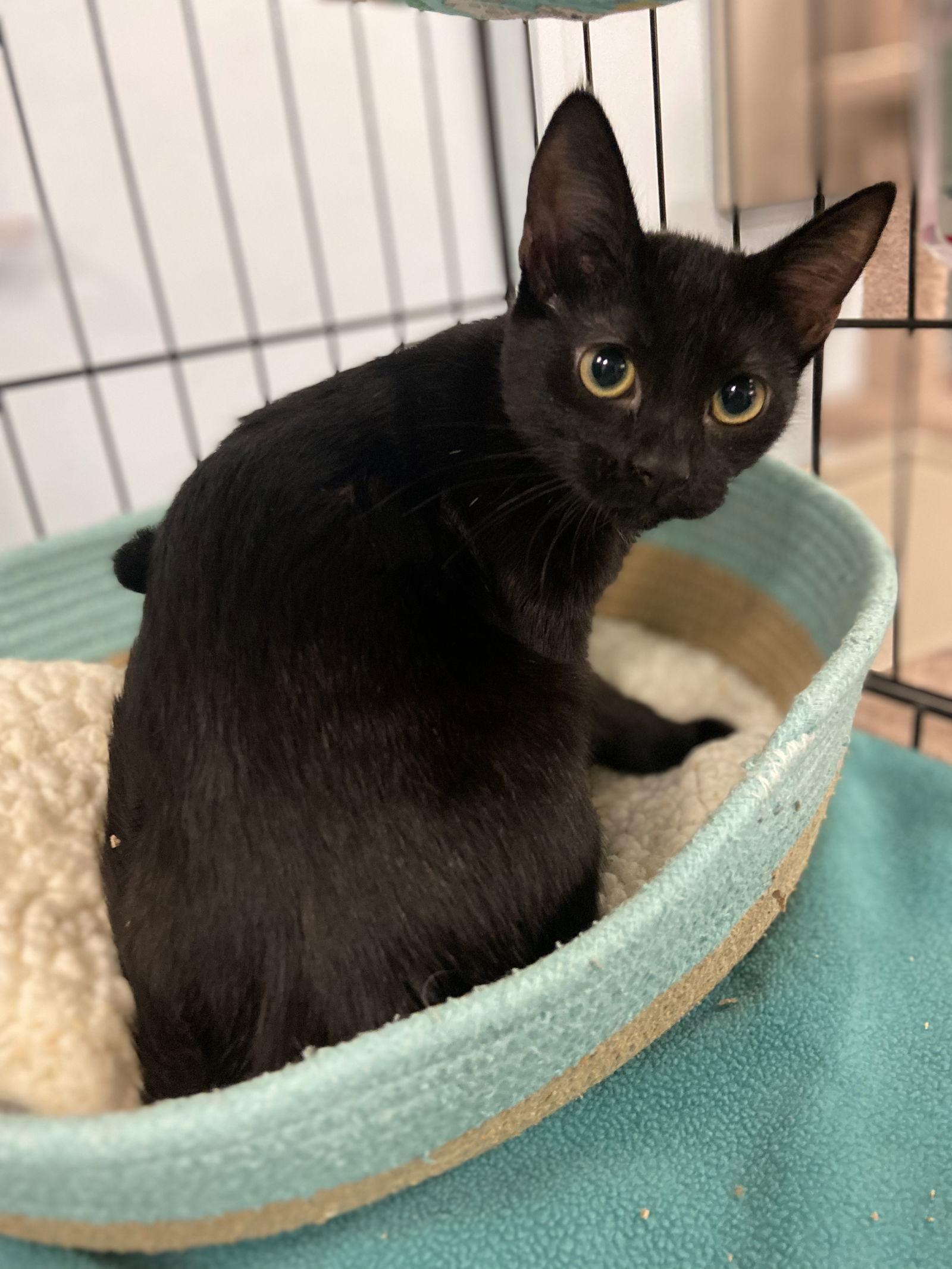 Enlarge Lilith, a Adoptable Domestic Short Hair in Los Alamitos, CA image 3/6