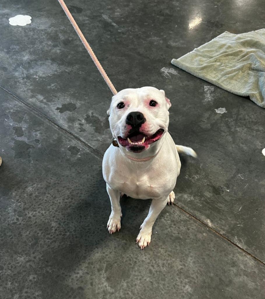 Drama, a Adoptable Pit Bull Terrier in Gautier, MS image 2/2
