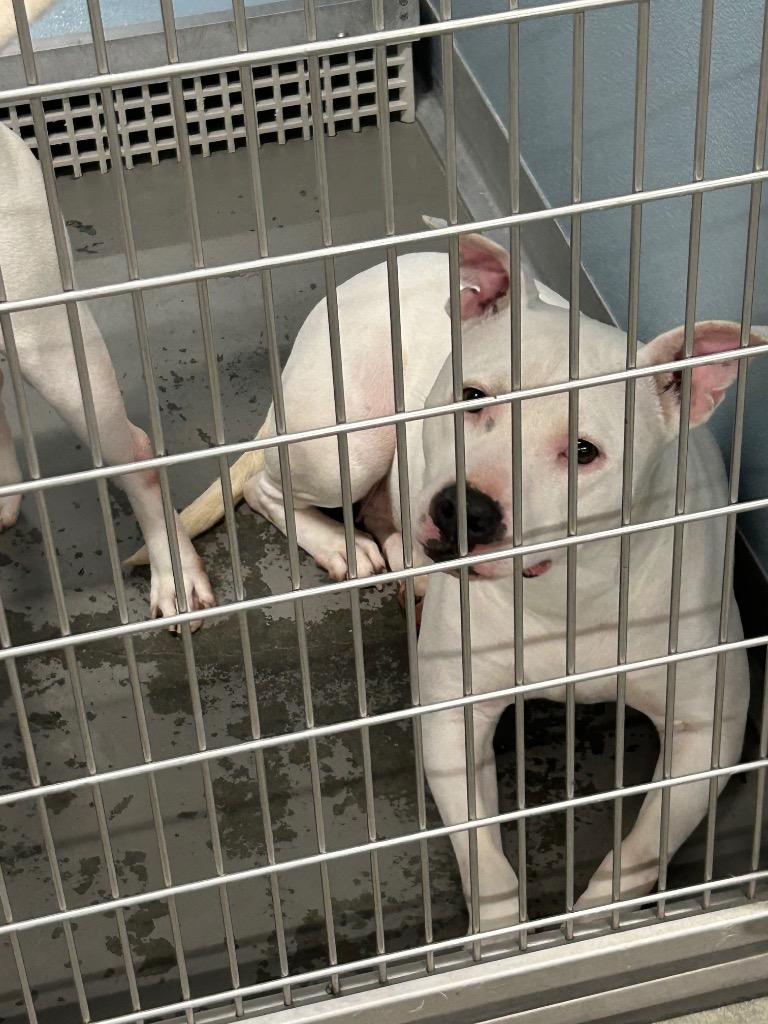 Drama, a Adoptable Pit Bull Terrier in Gautier, MS image 3/4