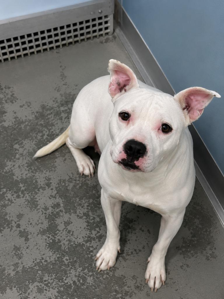 Drama, a Adoptable Pit Bull Terrier in Gautier, MS image 4/4