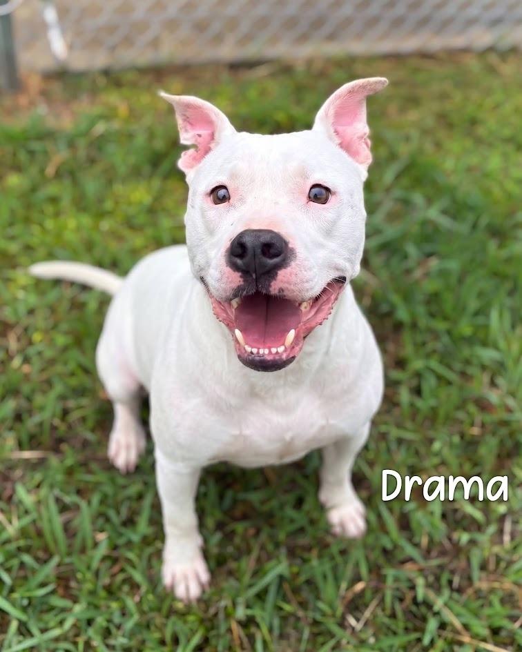Enlarge Drama, a Adoptable Pit Bull Terrier in Gautier, MS image 5/5