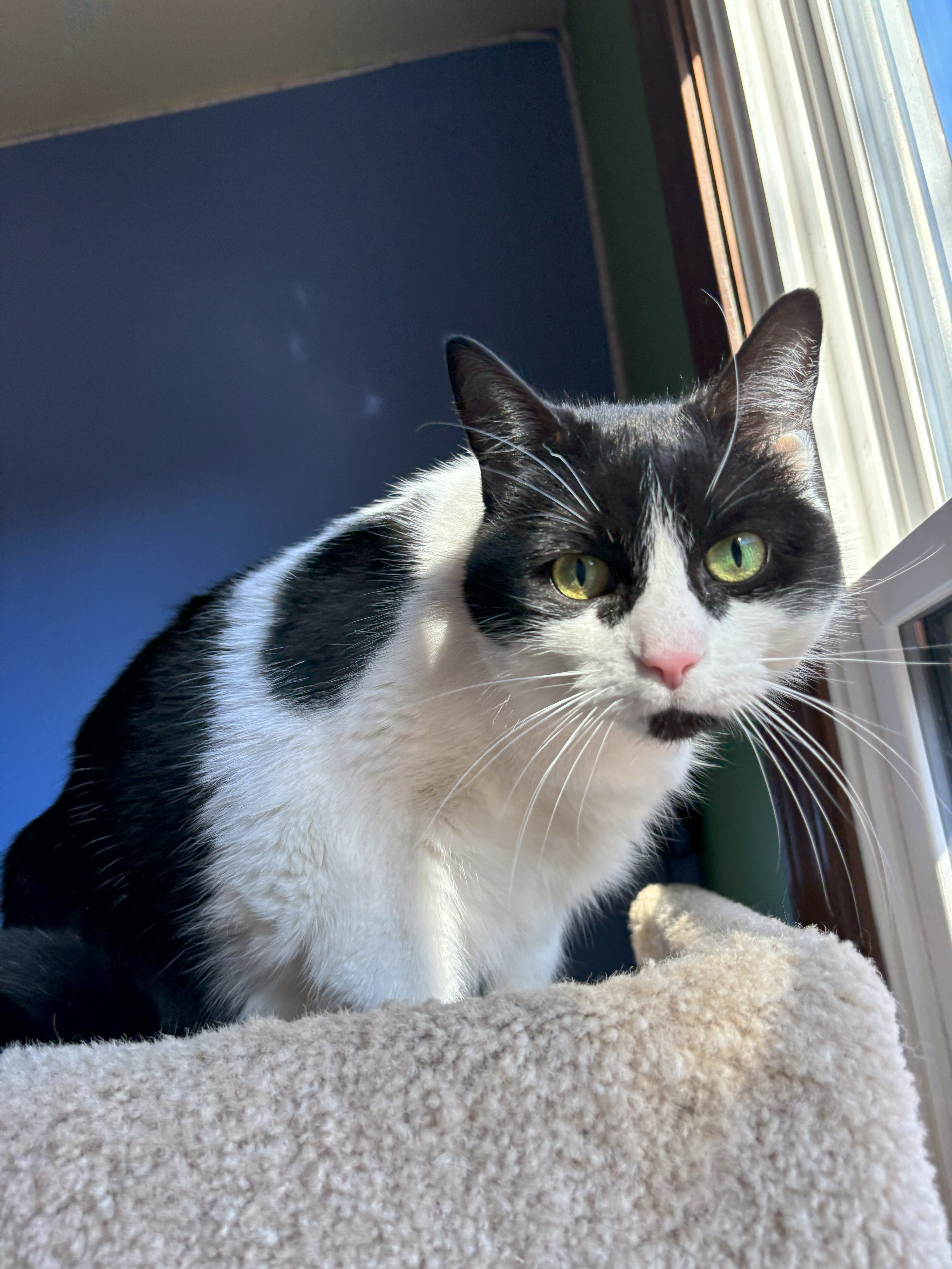 Zoey, a Adoptable Domestic Short Hair in Ortonville, MI image 1/5