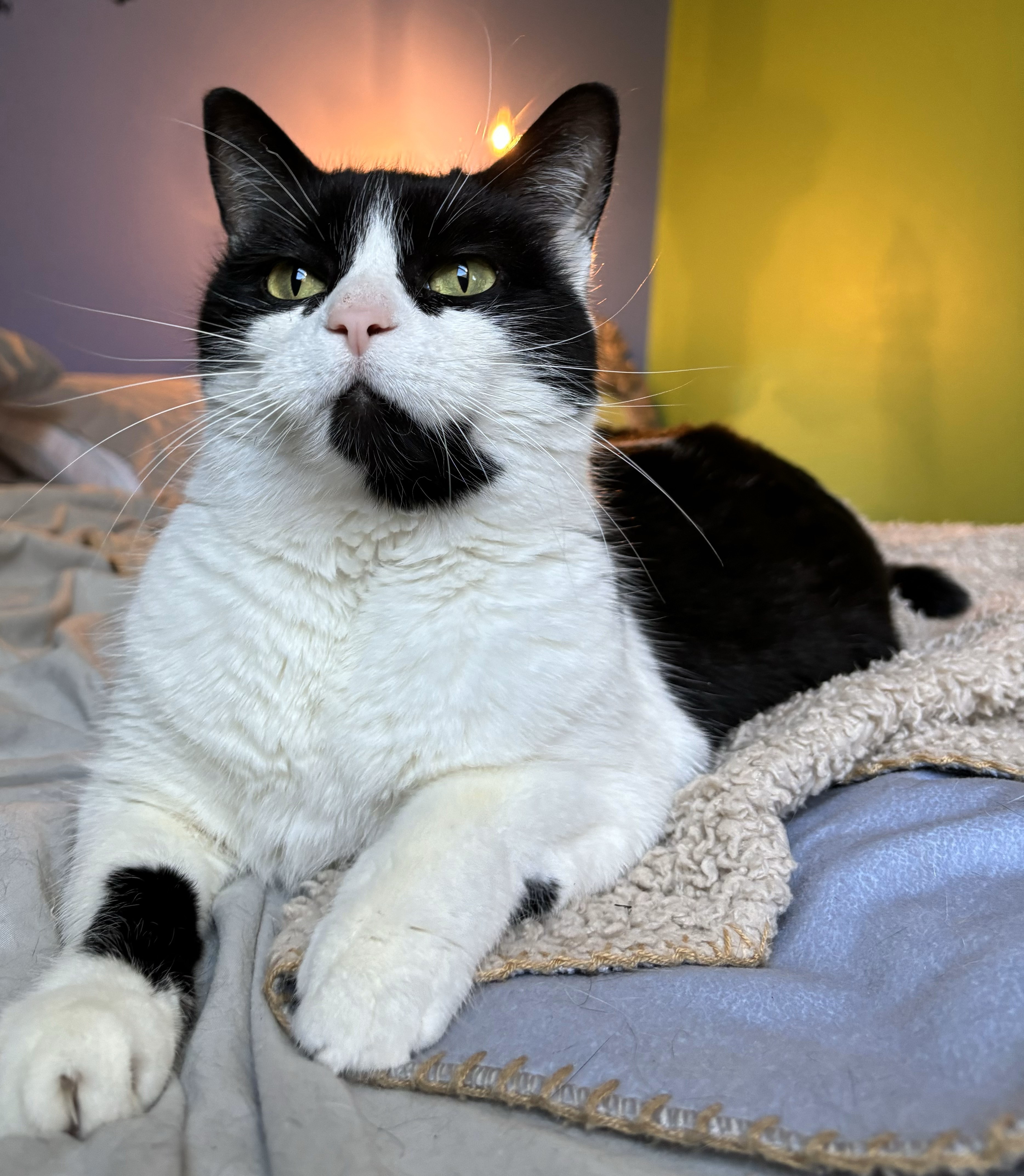 Zoey, a Adoptable Domestic Short Hair in Ortonville, MI image 2/5