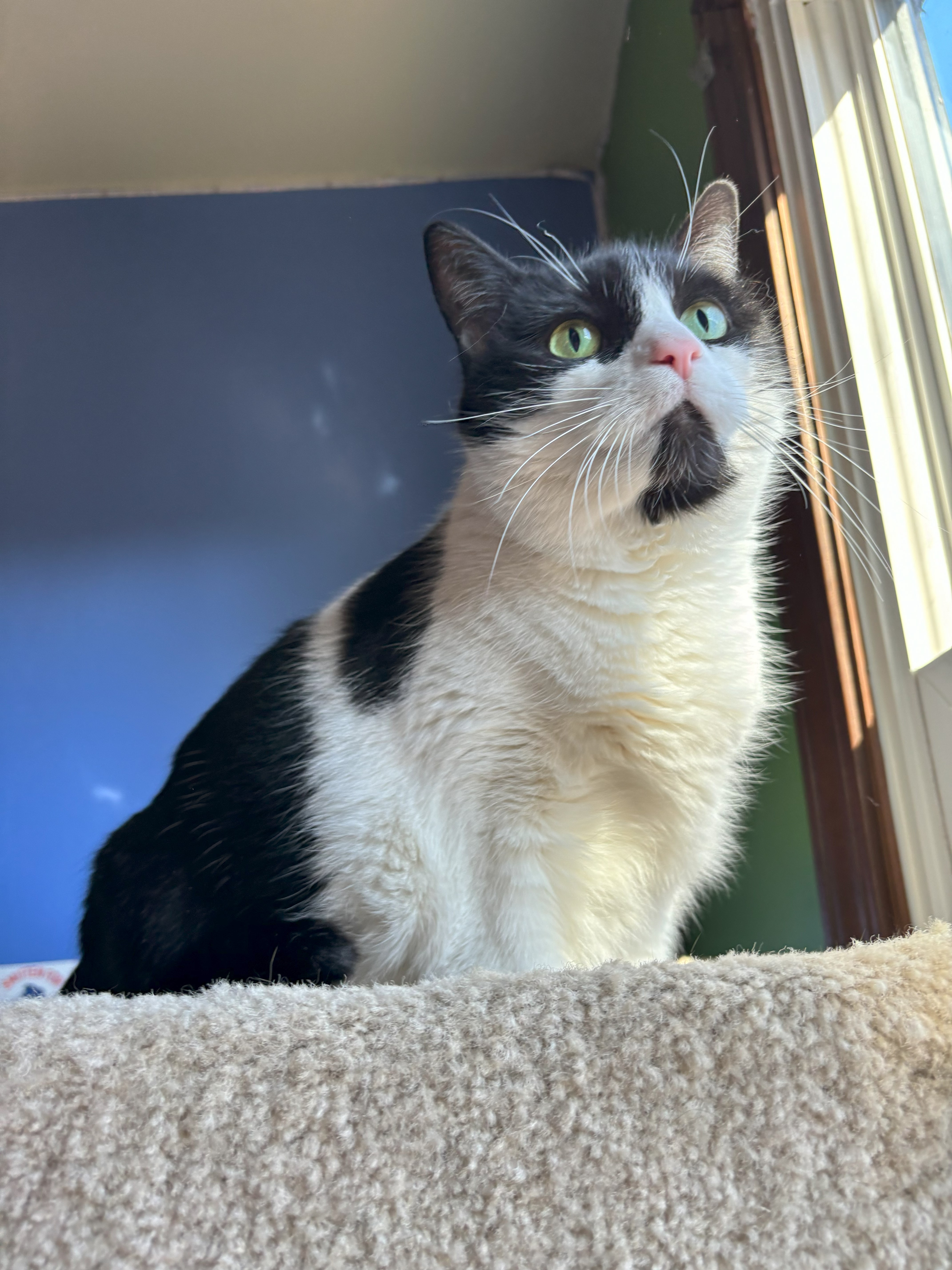 Zoey, a Adoptable Domestic Short Hair in Ortonville, MI image 3/5