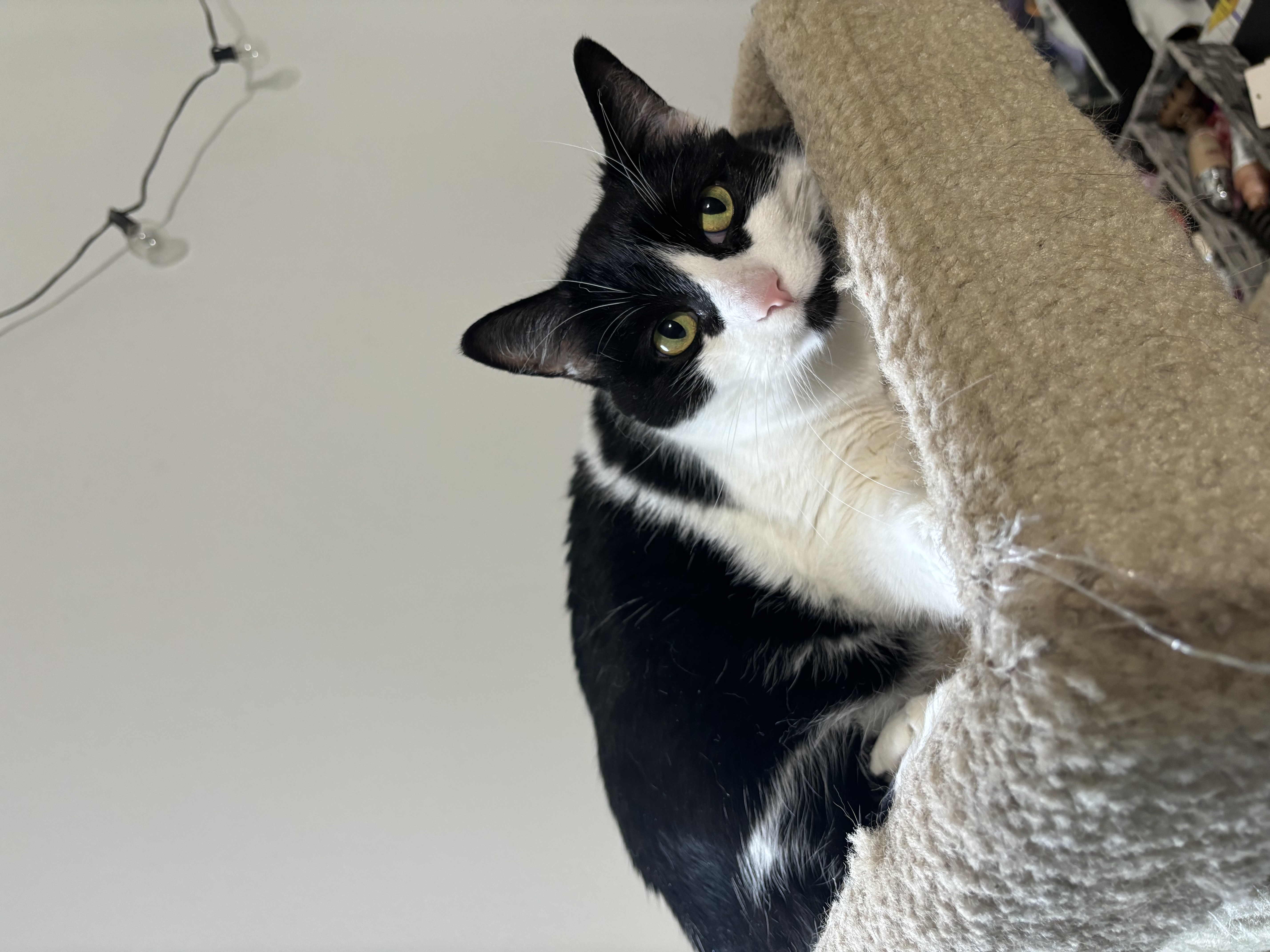 Zoey, a Adoptable Domestic Short Hair in Ortonville, MI image 4/5