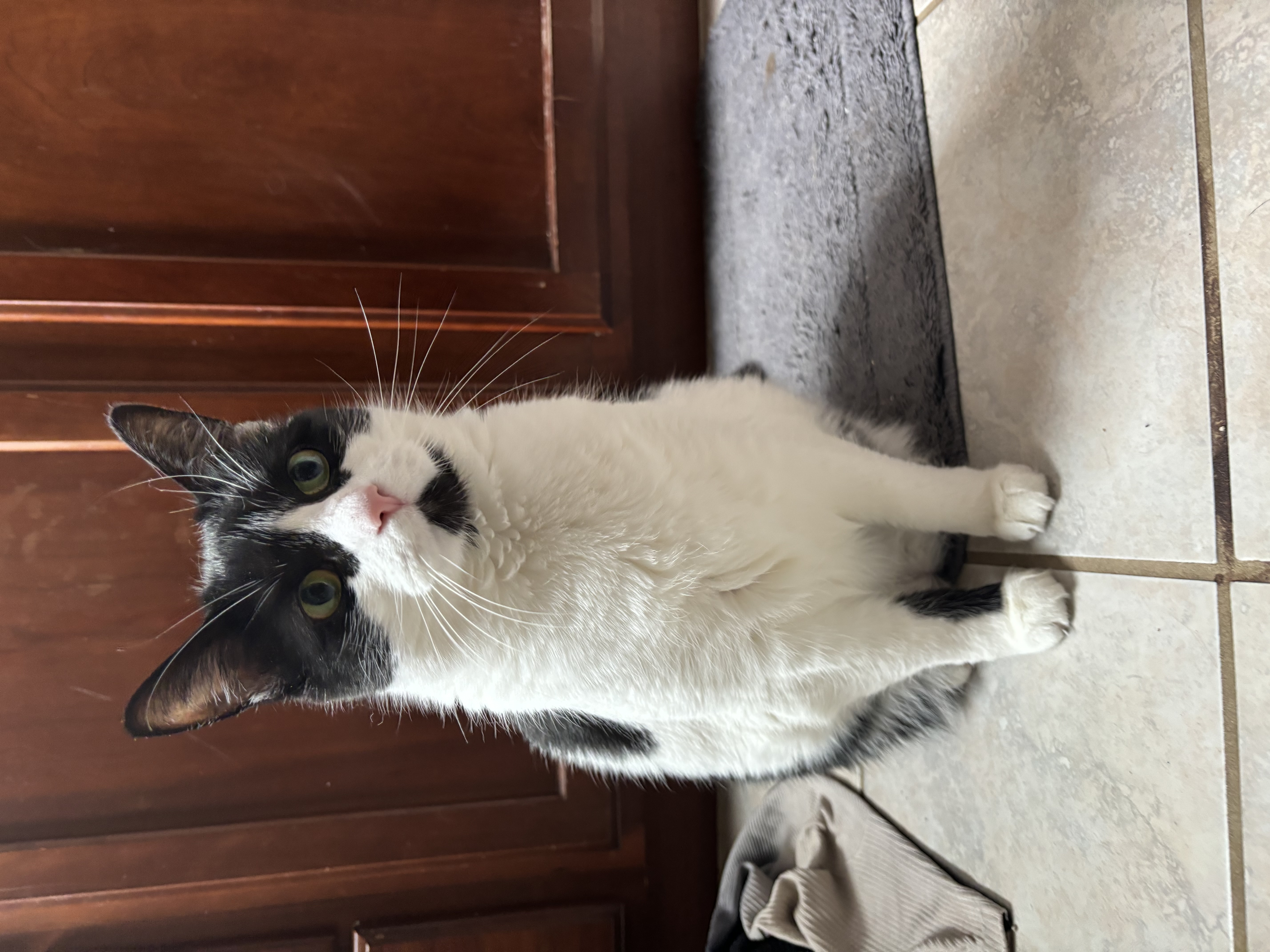 Zoey, a Adoptable Domestic Short Hair in Ortonville, MI image 5/5