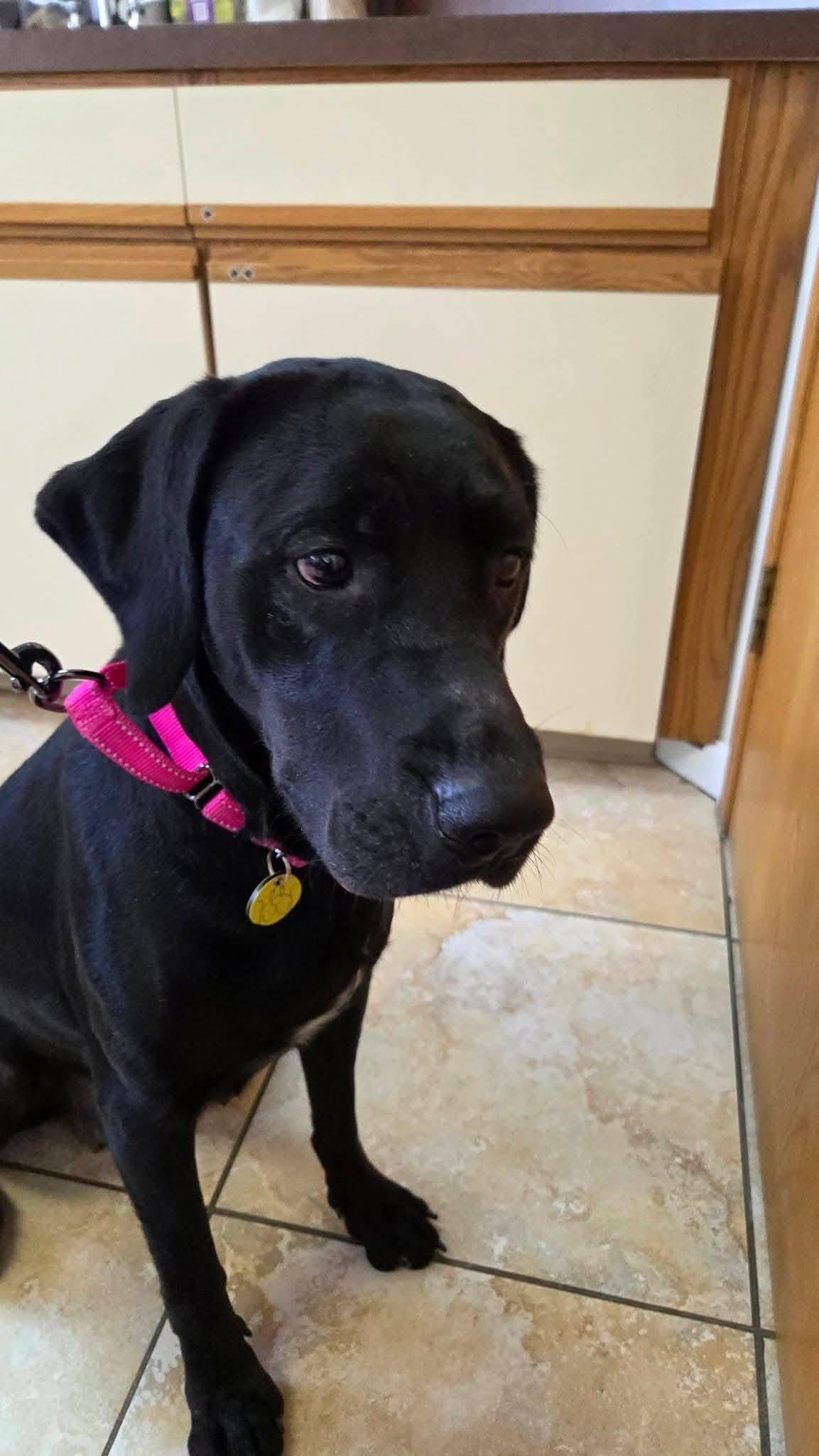 Stella, ADOPTABLE, Adult Female Black Labrador Retriever & Labrador Retriever.