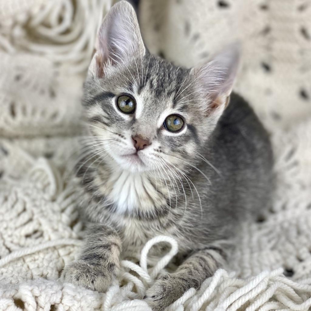 Angela, Adoptable, Kitten Female Domestic Short Hair.