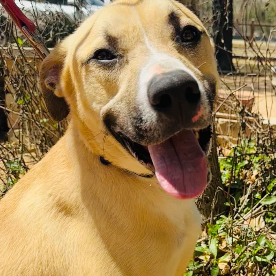 Bear (foster or adopter)