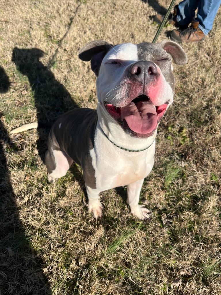 Dolly, Adoptable, Young Female Pit Bull Terrier.