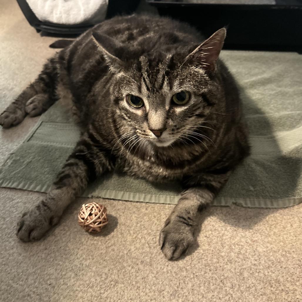 Enlarge Jake, a Adoptable Domestic Short Hair in South Burlington, VT image 1/6