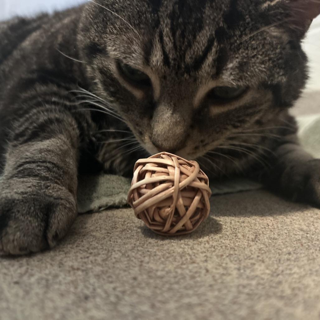 Enlarge Jake, a Adoptable Domestic Short Hair in South Burlington, VT image 2/6