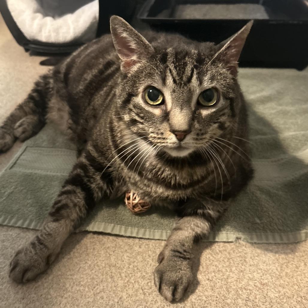 Enlarge Jake, a Adoptable Domestic Short Hair in South Burlington, VT image 3/6