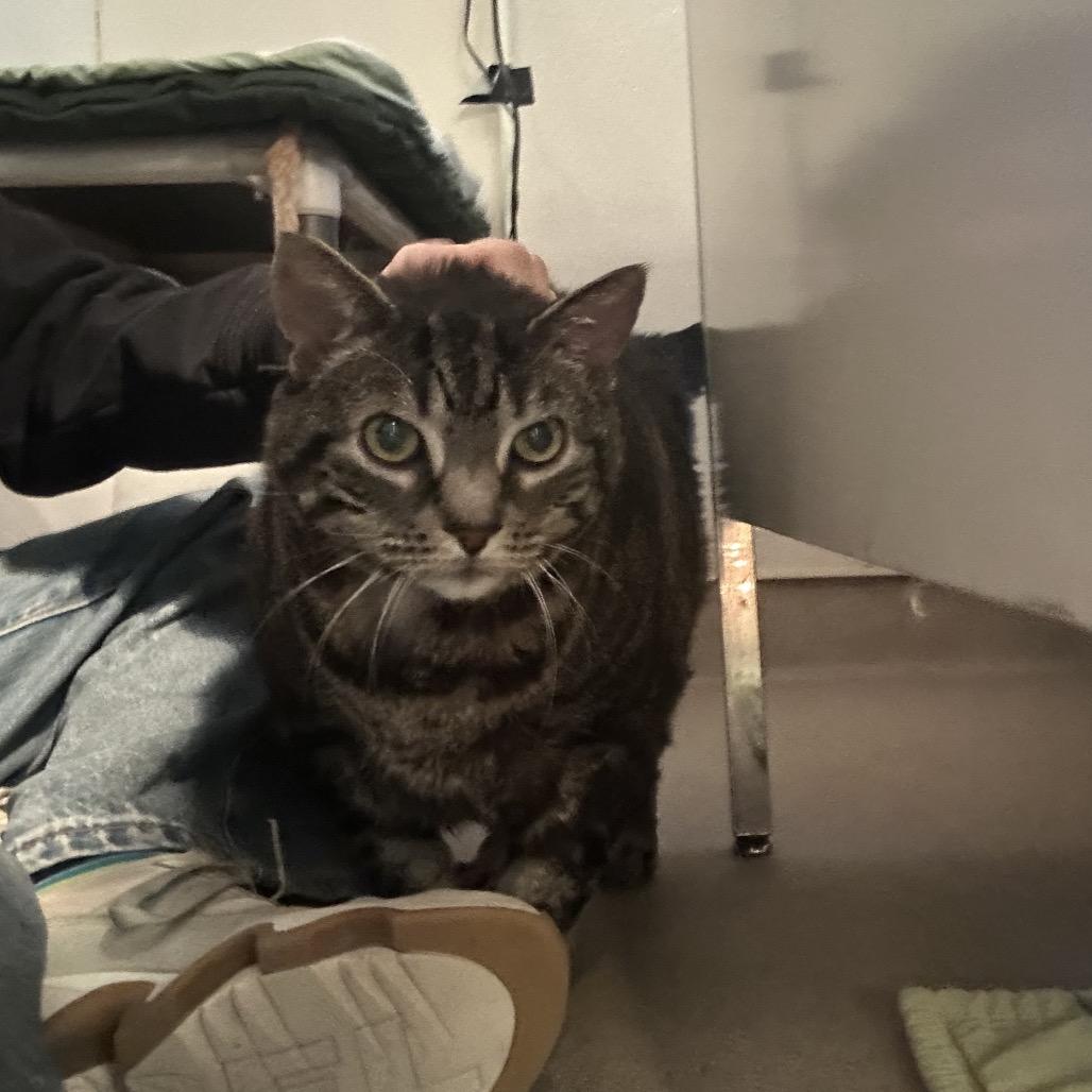 Enlarge Jake, a Adoptable Domestic Short Hair in South Burlington, VT image 4/6