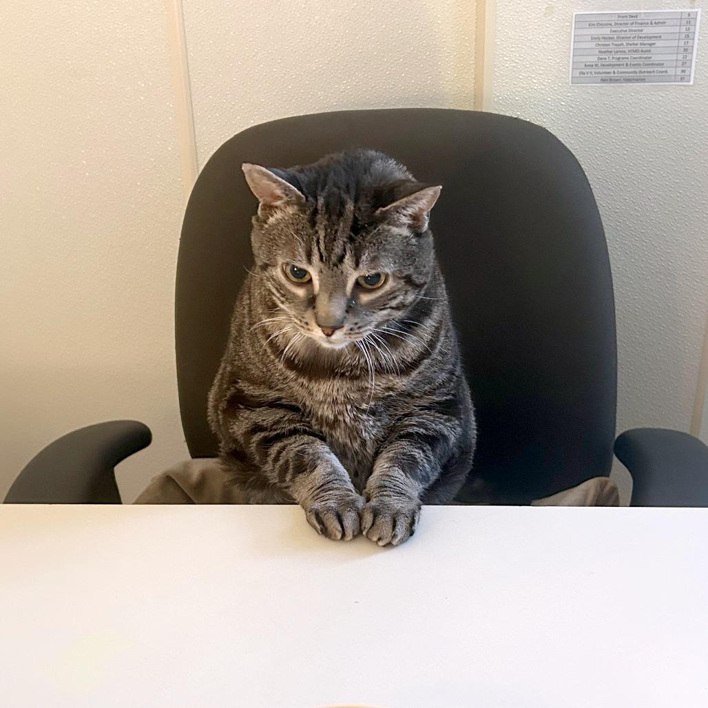 Enlarge Jake, a Adoptable Domestic Short Hair in South Burlington, VT image 5/6