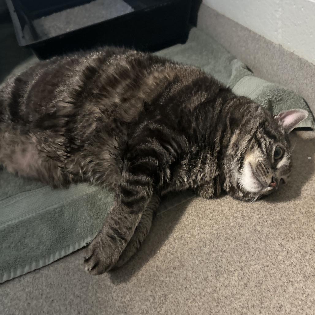 Enlarge Jake, a Adoptable Domestic Short Hair in South Burlington, VT image 6/6